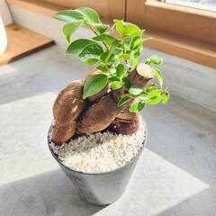 ガジュマル