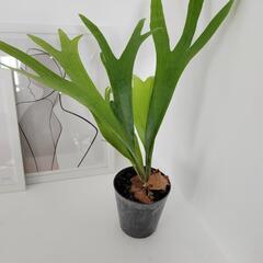 ビカクシダ(コウモリラン)の画像
