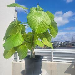 フィカス ウンベラータ 観葉植物 60cm