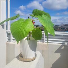 フィカス ウンベラータ 30cm 観葉植物