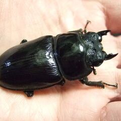 福岡県産オオクワガタ ♀52.2ミリの画像