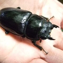 福岡県産オオクワガタ ♀52.2ミリの画像