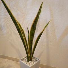 フェイクグリーン2の画像