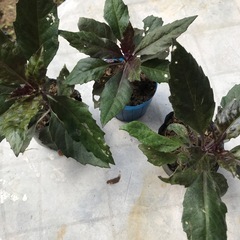 ハンダマの苗の画像