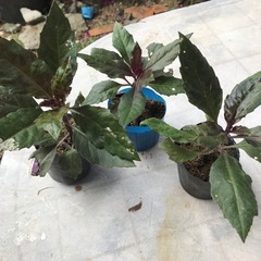ハンダマの苗