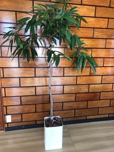 フィックス