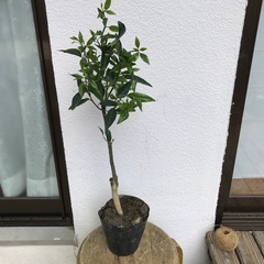 タンカン苗木