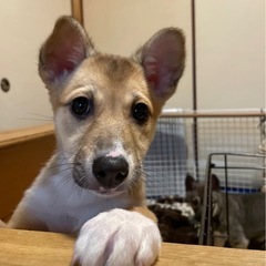 仮名すずちゃん　保護犬　大三島◯ - 犬