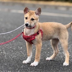 仮名すずちゃん　保護犬　大三島◯ - 今治市