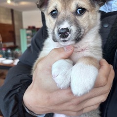 仮名すずちゃん　保護犬　大三島◯ − 愛媛県