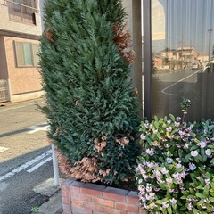 クリスマスの木2本