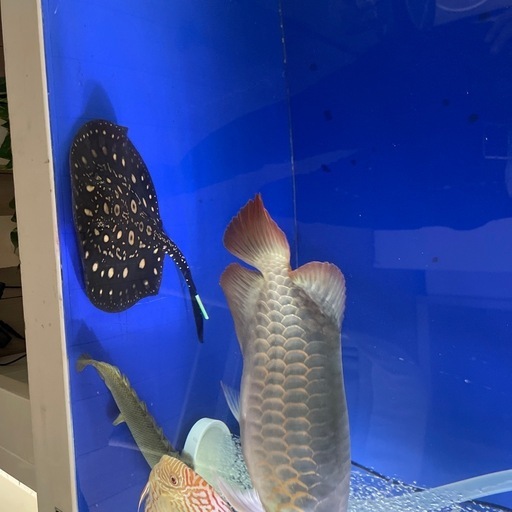 ※今週末のみ出品　ハイブリッド淡水エイ