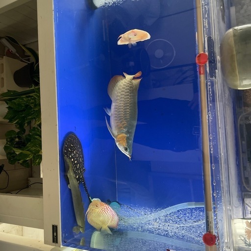 ※今週末のみ出品　ハイブリッド淡水エイ