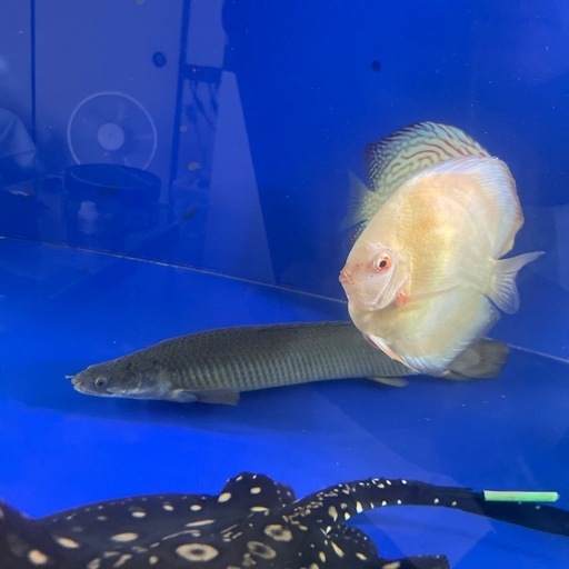 ※最終値下げ　トゥルカナセネガルス約35cm