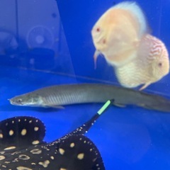 ※GW最終値下げ　トゥルカナセネガルス約35cm