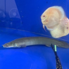 ※最終値下げ　トゥルカナセネガルス約35cmの画像