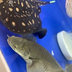 ※最終値下げ　トゥルカナセネガルス約35cmの画像