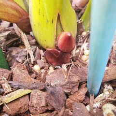 フォアゴットンフルーツ 花芽4本 5.5寸鉢の画像