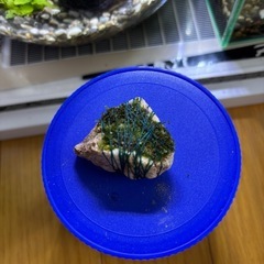 交換も歓迎！ウィローモス 溶岩石の画像