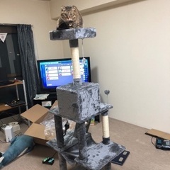 キャットタワー【取りに来てくださる方限定】