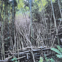 №C-d547【神奈川県逗子市桜山】山林2筆あげます！ - 逗子市