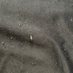 無印良品ビーズクッションの画像