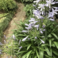 【植物花無料 株分けor交換】①アガパンサス②アカンサス