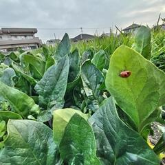 ほうれん草