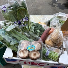 本日の入荷したてお買い得野菜の詰め合わせセット⭐︎