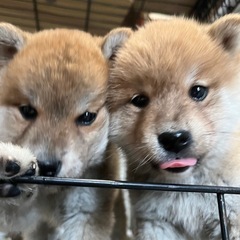 🐾しば犬専門ブリーダー  きぶ🐾 - 大垣市