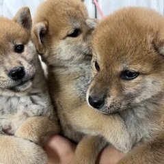 🐾しば犬専門ブリーダー  きぶ🐾