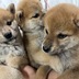 ランキングキーワードに紐づく投稿画像-子犬