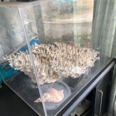 サンゴの飾りオブジェ