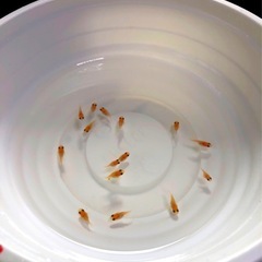 出目💕パンダ.ダルマ.メダカほぼ成魚⒍匹+α５匹【計.11.匹 】女性に人気‼︎.匹数増やしました。の画像