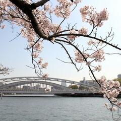 シニアで「毛馬.桜ノ宮公園」のお花見に行きませんか。
