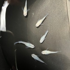 【小城メダカ】完売致しました🙇‍♂️春の大特価🌸深海ショート🐟