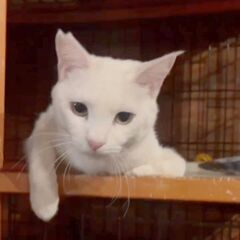スリゴロしいちゃん❣家族にしてね - 大和郡山市