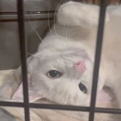 スリゴロしいちゃん❣家族にしてね − 奈良県