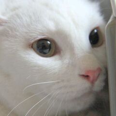 スリゴロしいちゃん❣家族にしてね - 猫