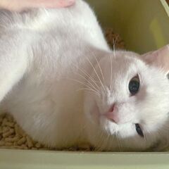 スリゴロしいちゃん❣家族にしてね - 里親募集