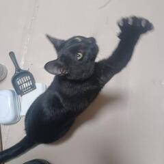 人が大好き♡遊ぶの大好き♡甘えん坊の男の子♡黒猫♡ぎんくん