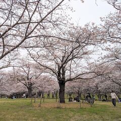青葉の森公園で花見ピクニック 🌸 Hanami picnic at Aobanomori Park - 千葉市