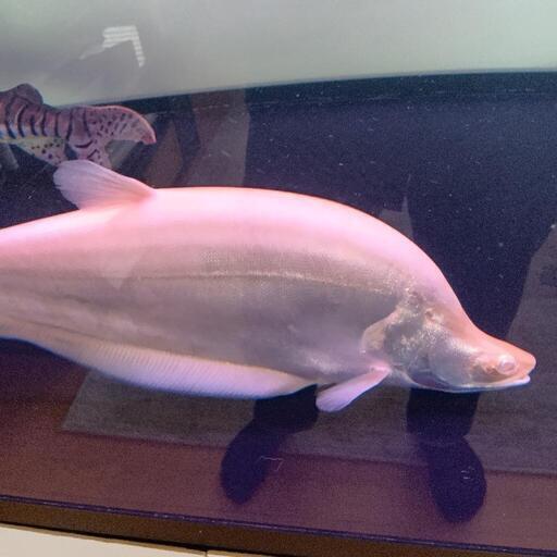 アルビノ スポッテッド ナイフフイッシュ 約40cm