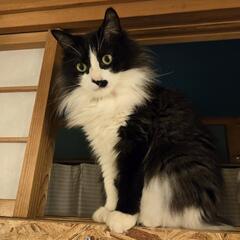 毛並みフワフワな男の子🐾