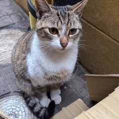 優しい猫ちゃんです。里親さん募集です。