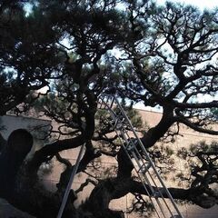 お庭のお手入れ如何ですか - 名張市