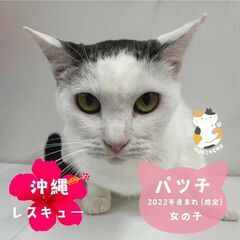 3/22（土）3/23（日）譲渡会in溝の口駅北口　子猫か…