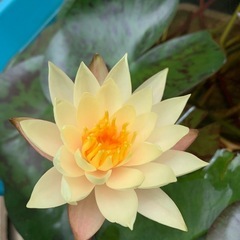 耐寒性睡蓮 ハワイアンゴールド 子株