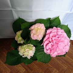 ピンク アジサイ ピンクセンセーション　鉢花 約33cmの画像