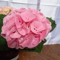 ピンク アジサイ ピンクセンセーション　鉢花 約33cmの画像